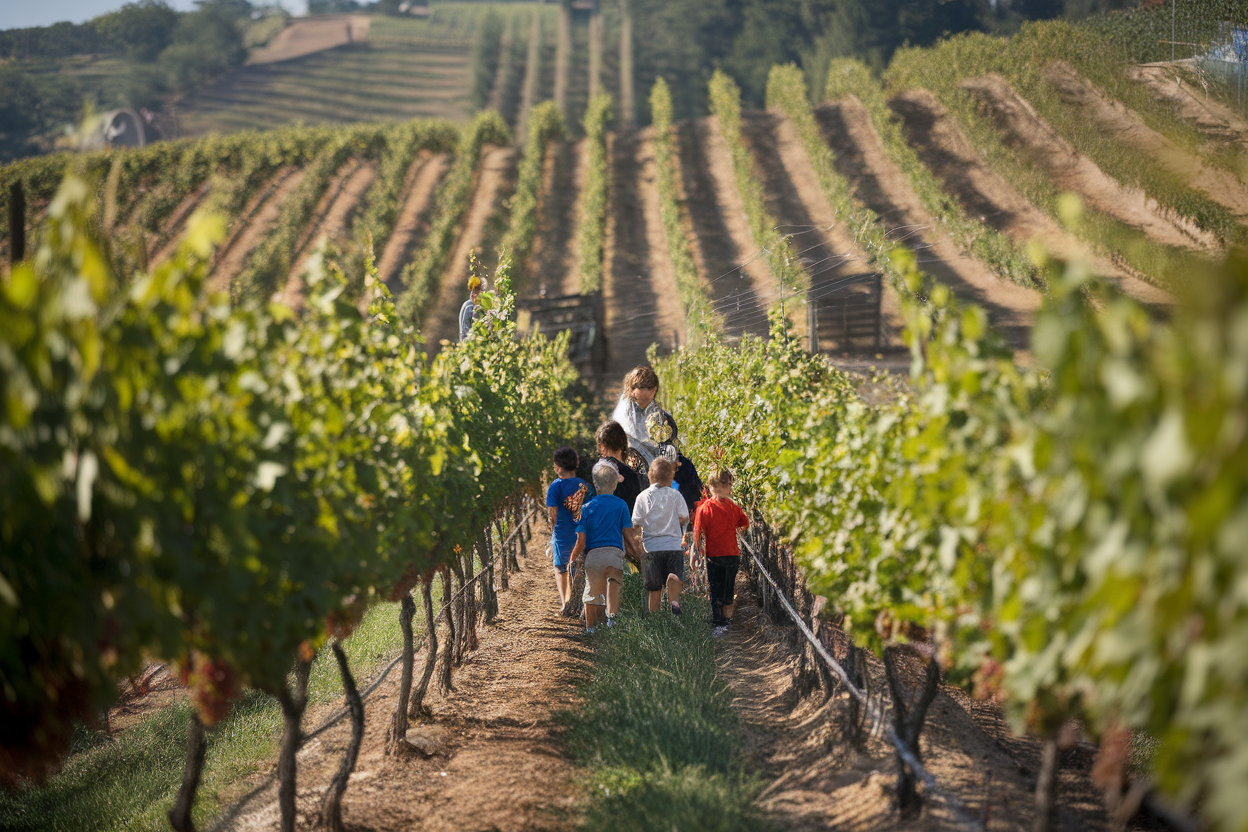 Bambini in vendemmia tra filari del vigneto sperimentale a Velletri