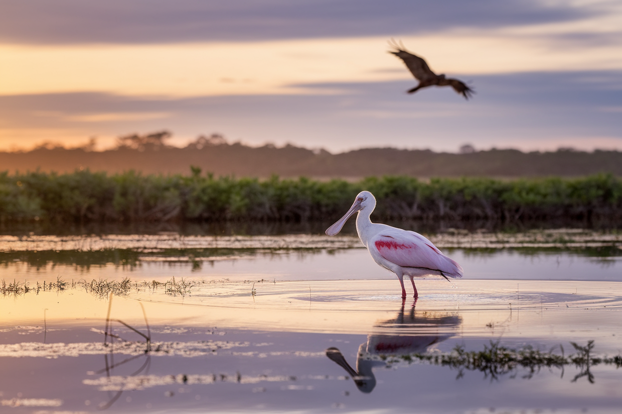 Spatola bianca in una zona umida salina al tramonto